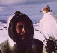 Inuit_white_gyr.jpg